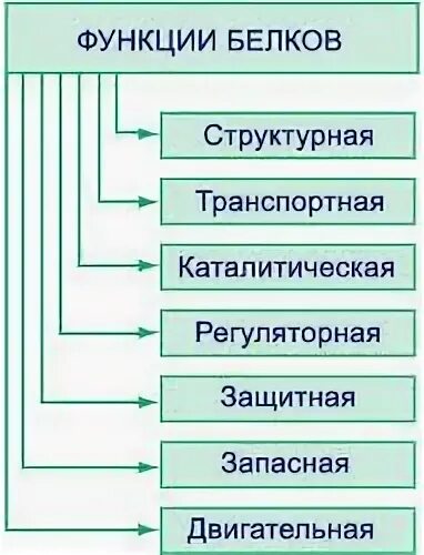 Энергетическая функция белков примеры Выберите функции белков строительная каталитическая