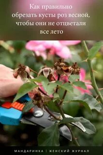 Отцветшие розы срезать