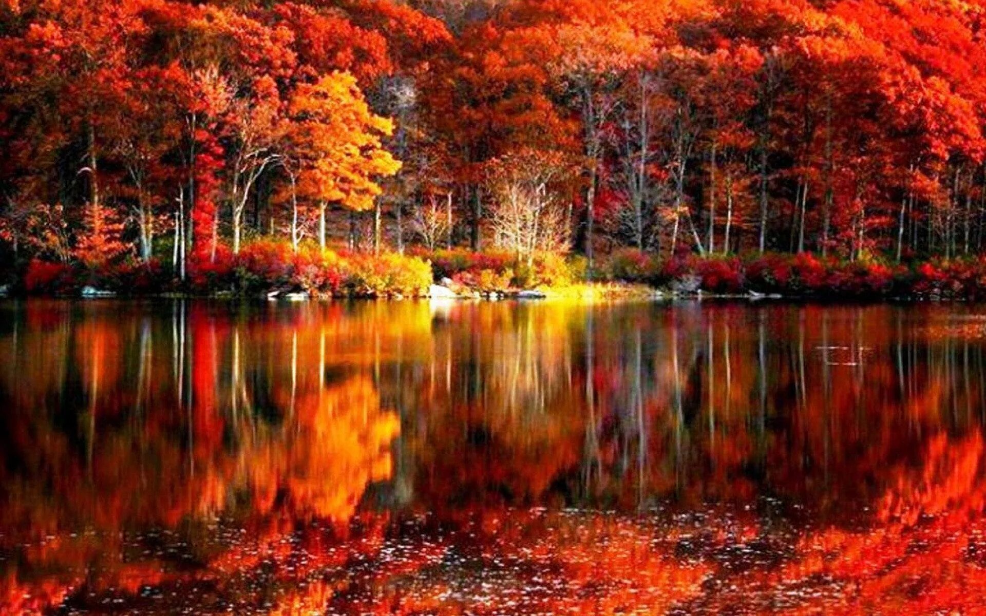 Красивая осень. Природа осень. Красота осени. Яркая осень.