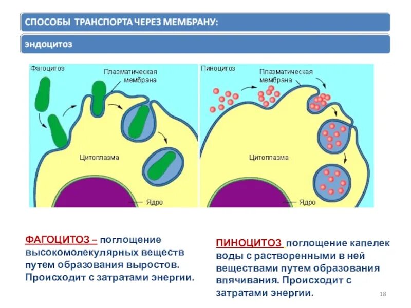 Фагоцитозный пузырек. Фагоцитоз и эндоцитоз. Плазматическая мембрана пиноцитоз. Эндоцитоз и пиноцитоз. Клетка фагоцитоз пиноцитоз ЕГЭ.