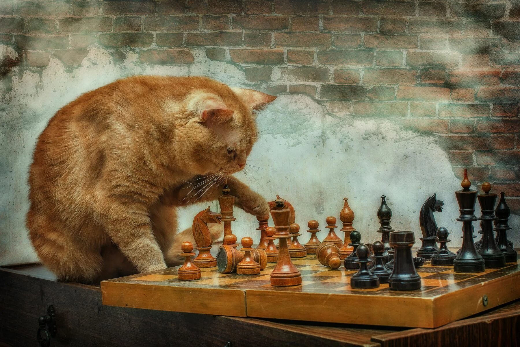 Кот который играет в. Кошки и шахматы. коты шахматисты. рыжий котенок и шахматы. кот играет в шахматы.