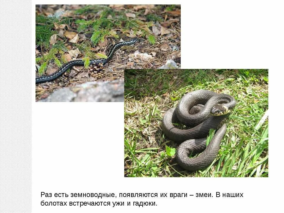 уж 3 класс. сходство ужа и гадюки атлас определитель. уж 3 класс. уж 3 класс. уж змея информация.