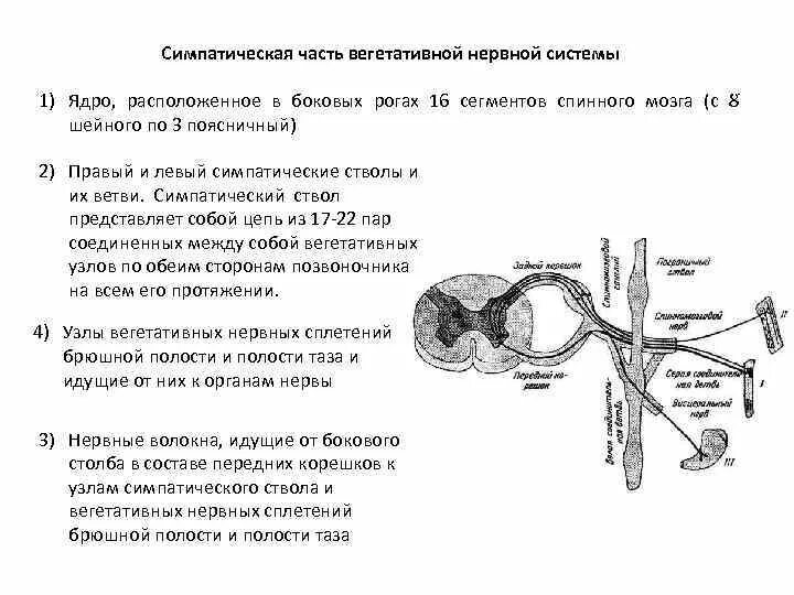 Вегетативные узлы. Узлы 1 и 2 порядка. Узлы 1 и 2 порядка. Проводящая система сердца схема. Предпозвоночные симпатические узлы.