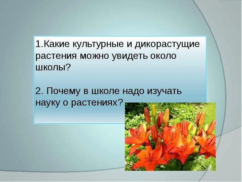 Зачем изучают растения. Изучать растения. Зачем изучать растения. Зачем изучают растения. Что изучает ботаник.