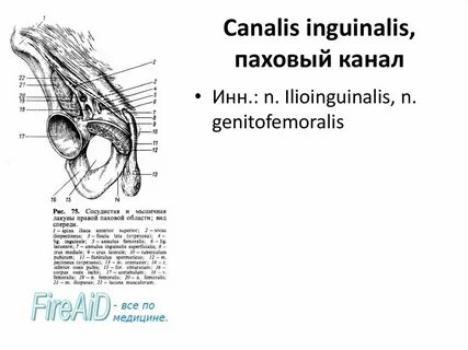 Нижняя стенка пахового канала образована