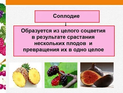 Роль плодов в жизни