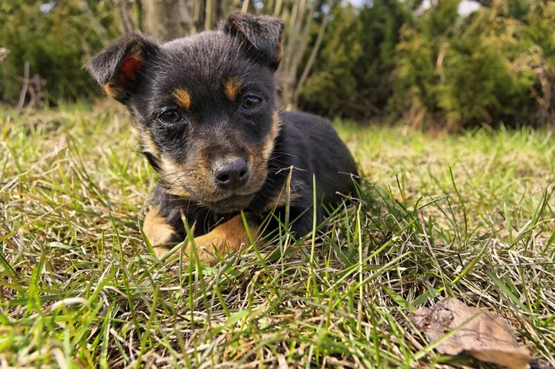 Цуцик фамилия. Цуцик фото. Цуцик щенок. Цуцик. Цуцик фото.