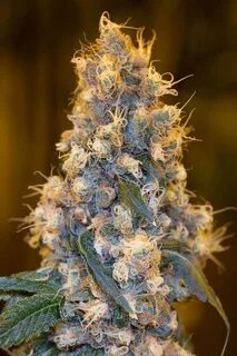 Blue dream