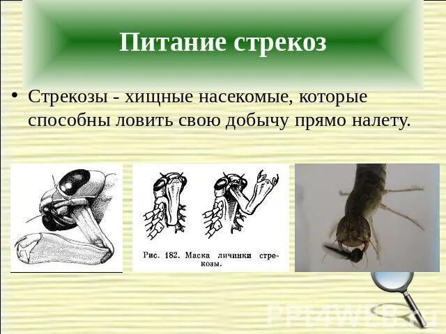 Стрекоза это хищник или паразит. Стрекоза это хищник или паразит. Стрекоза это хищник или паразит. Стрекоза это хищник или паразит. Загадка про стрекозу для детей.
