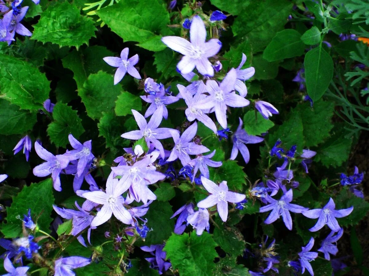 Колокольчик Пожарского Портеншлага. Колокольчик Пожарского (Campanula poscharskyana). Кампанула Пожарского Портеншлага.