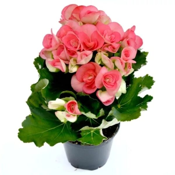 бегония belove. рейна бегония элатиор. бегония элатиор малиновая. семена бегонии элатиор. бегония элатиор кристина.