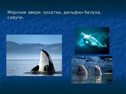 Морские животные презентация
