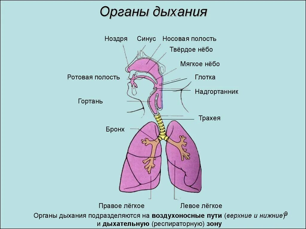 Соотнесите изображение органа дыхания с представителем класса. Дыхательная система человека общая схема. Дыхательная система простая схема. Строение системы органов дыхания. Схема строения органов дыхания.