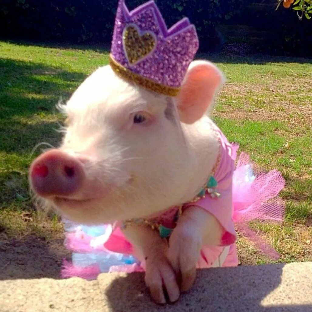 Свинка х. Свинка с бантиком. Свинья в платье. Принцесса свинья. Свинья красавица.