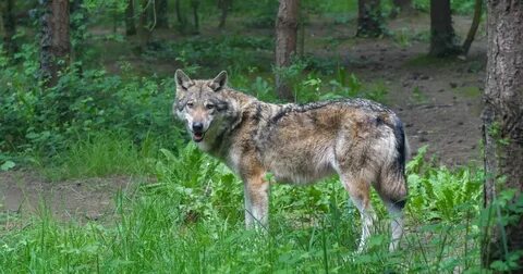 Серый волк среда обитания