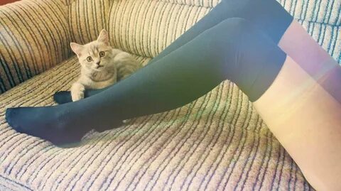Коты между ног
