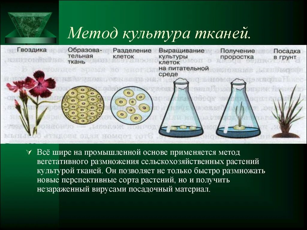 Методы культивирования изолированных тканей и клеток растений. Культура тканей вегетативное размножение. Культура клеток и тканей. Культура тканей это в биологии.