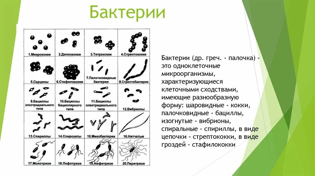 Общая характеристика бактерий 7 класс биология презентация. Классификация форм бактерий. Разновидности бактерий таблица. Схема 1 классификация бактерий по форме. Классификация бактерий по форме 5 класс.