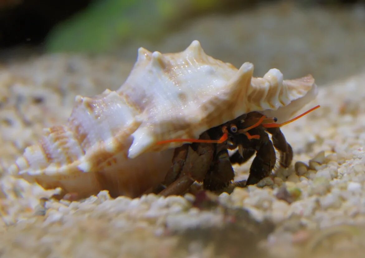 Морской 13. Велсофиллия коралл. Трахифиллия жофруа(зеленая), м /trachyphyllia geoffroyi (green). Мягкие кораллы названия. Морская фауна на одежде.