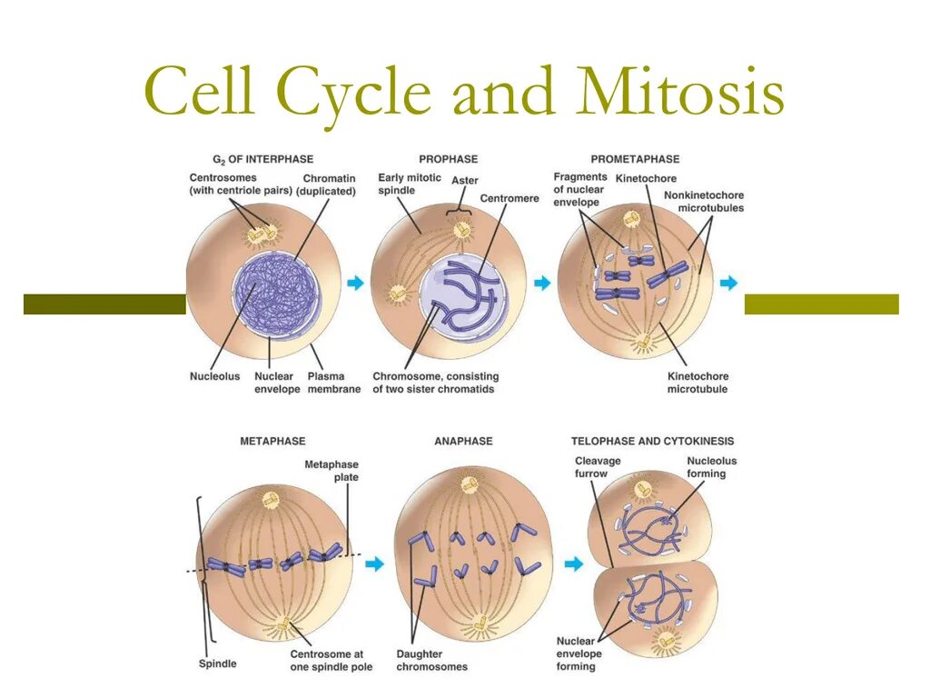 Mitosis of the Cell Cycle. Cell and mitotic Cycles. Mitosis Interphase. Cell Cycle phases.