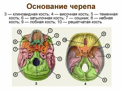 Строение черепных ямок
