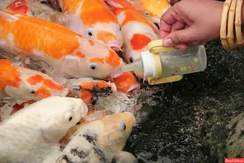 Время кормить рыбу
