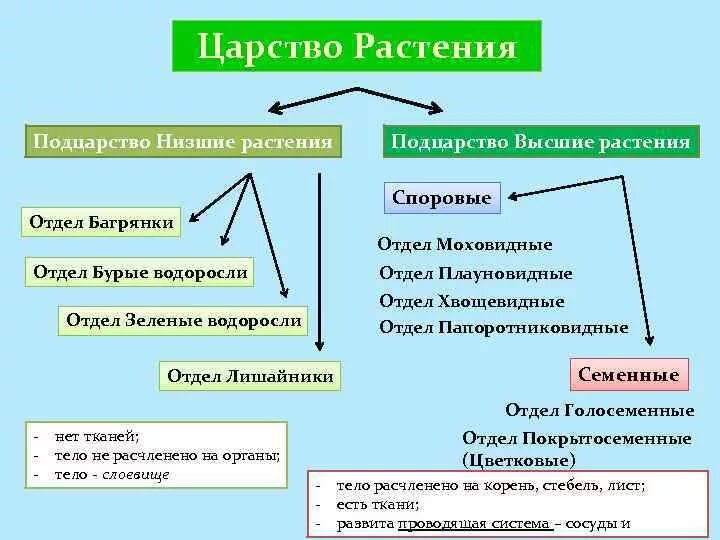 Чем высшие растения отличаются от высших. Отличие высших растений от низших. признаки царства растений схема. классификация низших и высших растений. низшие и высшие растения таблица.