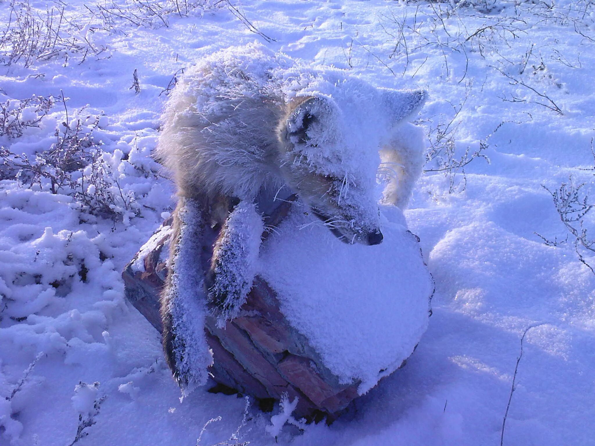 Замерзший лисенок. Замершая лиса. Замерзший лисенок. Замершая лиса. Замершая лиса.