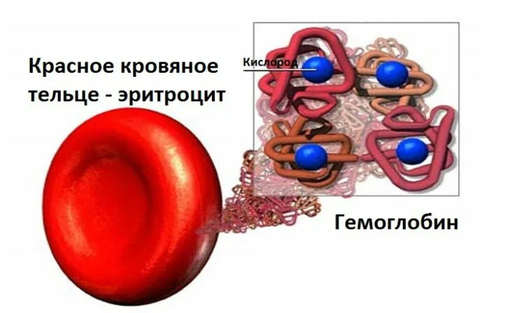 Красный белок эритроцитов. Гемоглобин и кислород. фото гемоглобина крови. красный цвет гемоглобина крови обусловлен наличием. цвет крови при низком гемоглобине.