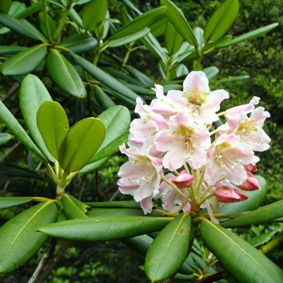 Рододендрон тигерштедт. Rhododendron y sneezy. Рододендрон gartendirektor glocker. Рододендрон понтийский. Rhododendron fryderyk.