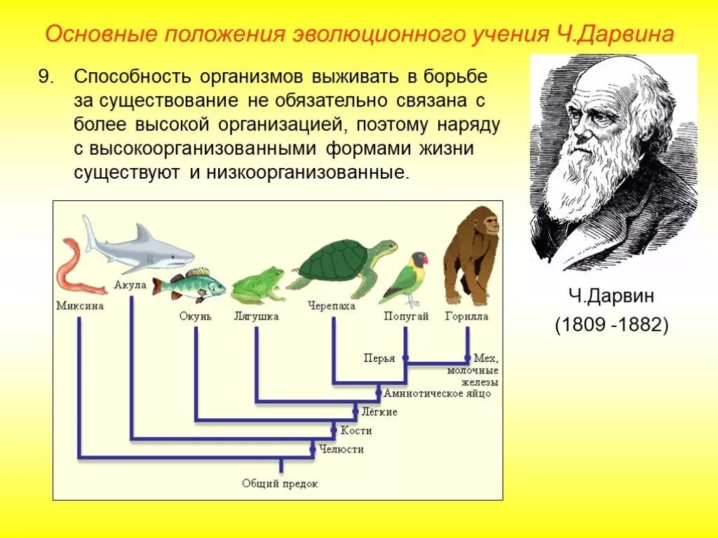 Суть гипотезы эволюции. Эволюционная теория Чарльза Дарвина. Основные эволюционные теории Чарльза Дарвина. Теория Чарльза Дарвина об эволюции таблица.