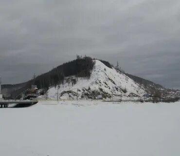 Косотур златоуст