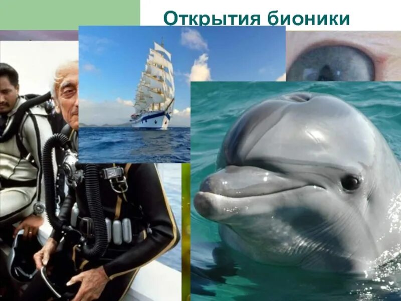 Бионика нейробионика. Бионика в архитектурной композиции. Техническая бионика. Бионика и биомиметика. Бионика природа.