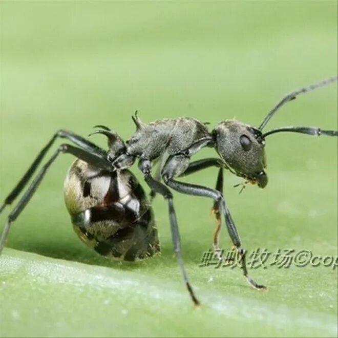 Ящерица муравьи. Полирахис Дивес. Полирахис муравьи. Polyrhachis vicina Roger. Polyrhachis lamellidens.