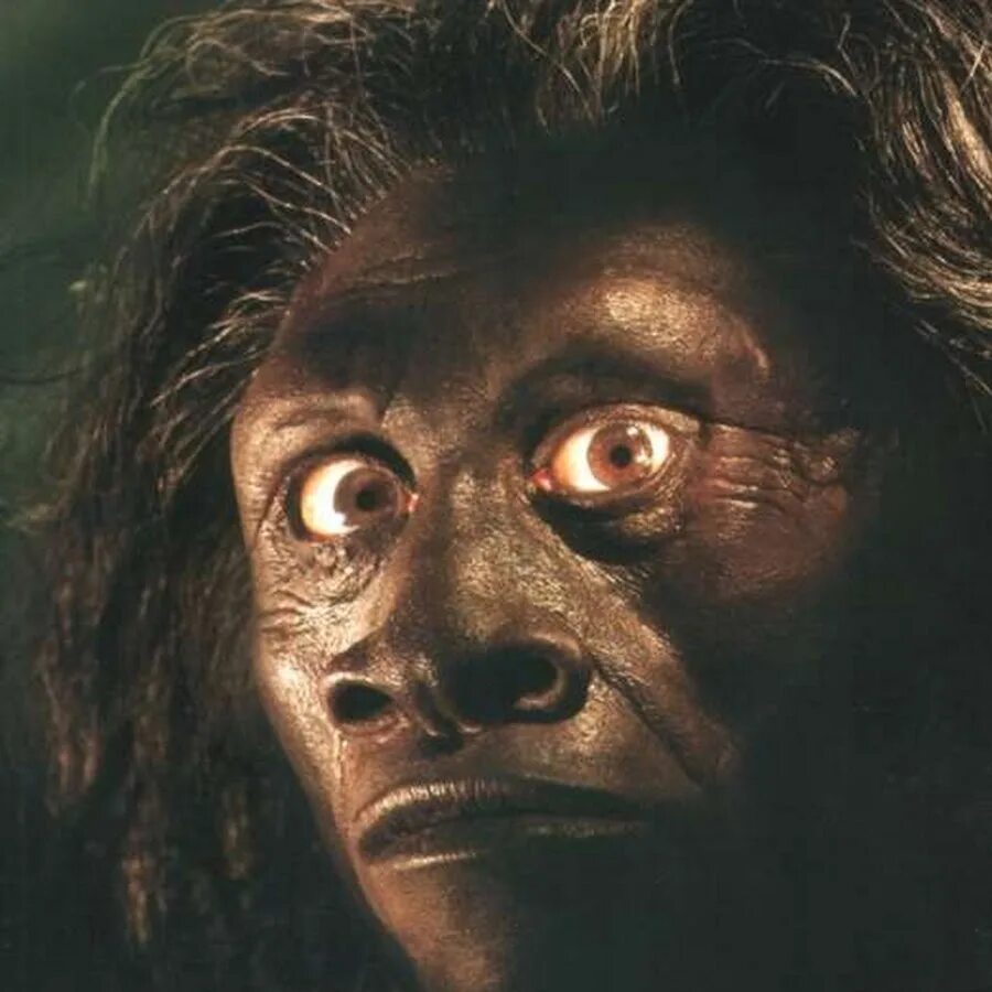 Хомо сапиенс сапиенс. Гейдельбергский синантроп. Homo erectus erectus питекантроп. Хомо наледи реконструкция. Хомо хейдельбергенсис.