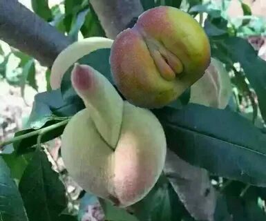 Интересные фрукты - блог RybolovMaster.ru