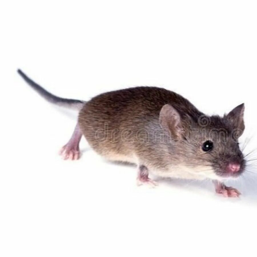 Включи мышонок все хочет делать. Мышь крадется. Мышь Мем. Крыса крадется. Крыса крадется Мем.