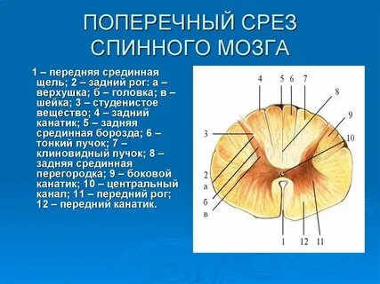 Задние рога серого вещества образованы
