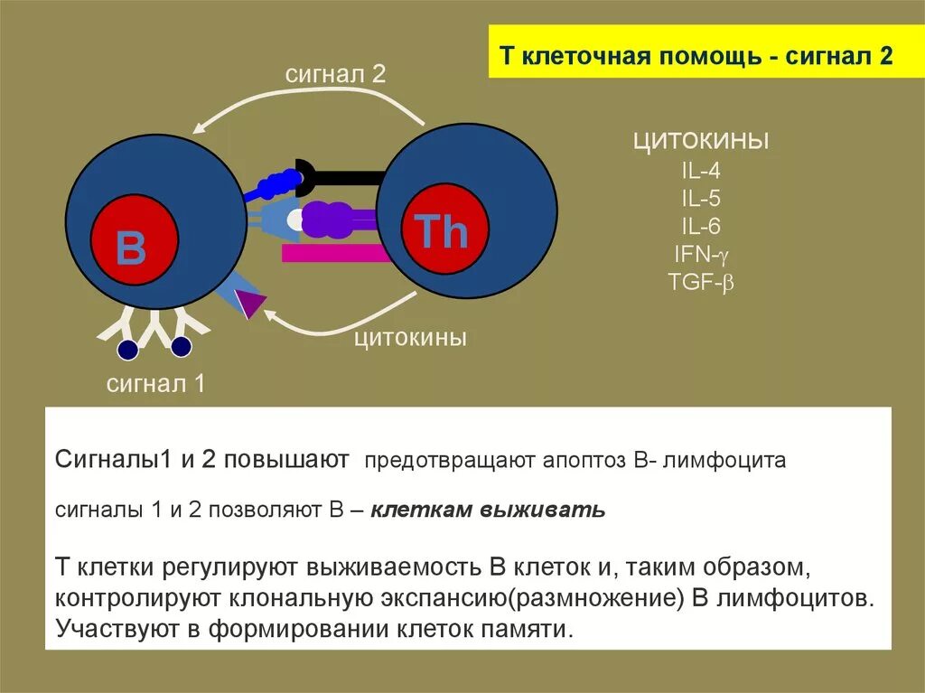 Кооперация и иммунный ответ. Взаимодействие т и в лимфоцитов. Иммунокомпетентные клетки, их кооперация.. Кооперация т и в лимфоцитов. Т кооперация