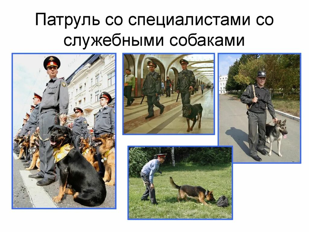 Презентация по окружающему миру служебные собаки. Служебные собаки. Служебные собаки подготовительная группа. Группы служебных собак. Служебные собаки презентация.