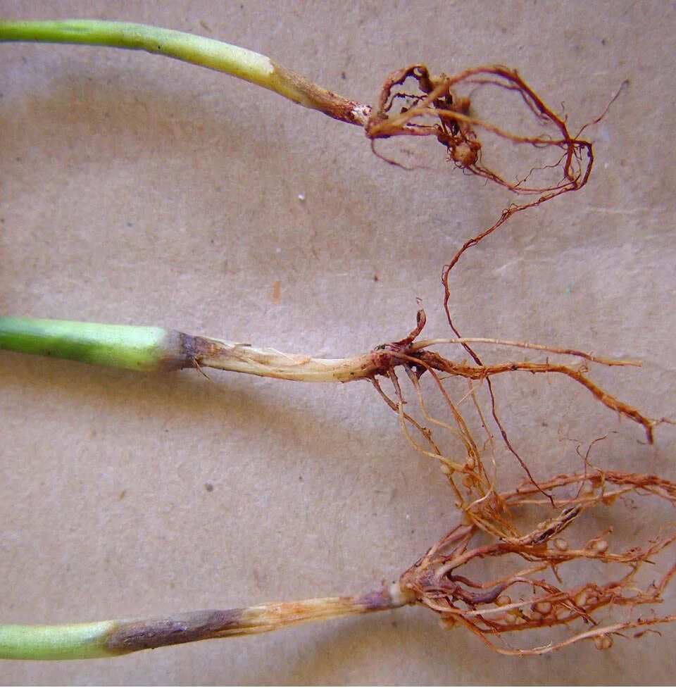 Какие корни образуются на стеблях и листьях. Фузариозная корневая гниль. Фузариозная корневая гниль пшеницы. Фузариозная гниль орхидей. Фузариум корневые гнили.