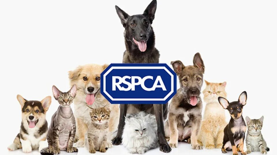 Организация общества животных. Королевское общество защиты животных. rspca в великобритании. rspca фото. rspca благотворительная организация.