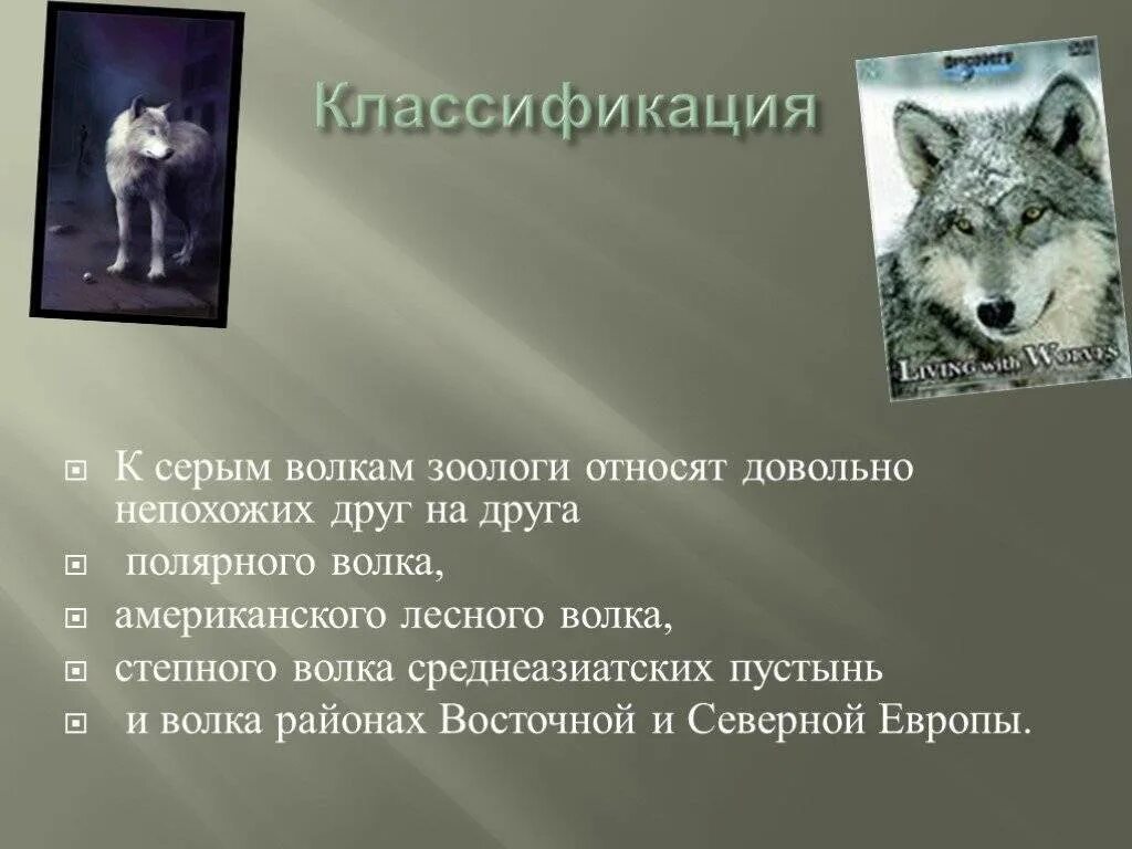 Степной волк краткое содержание. Классификация серого волка. презентация на тему волк. систематика волка серого. волк для презентации.