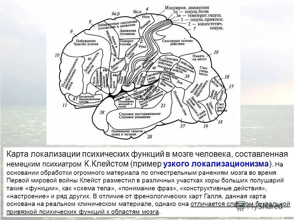 Локализация психических функций в головном мозге. Мозговая локализация высших психических функций. локализация высших психических функций в коре. локализационная карта клейста. локализация психических функций в коре головного мозга.