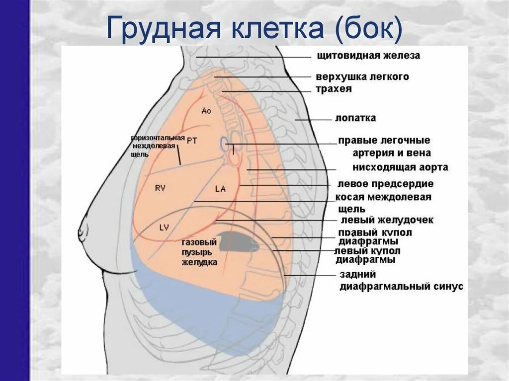 Расположение органов в грудной клетке человека. Строение под грудной клеткой. Органы грудной клетки женщины.