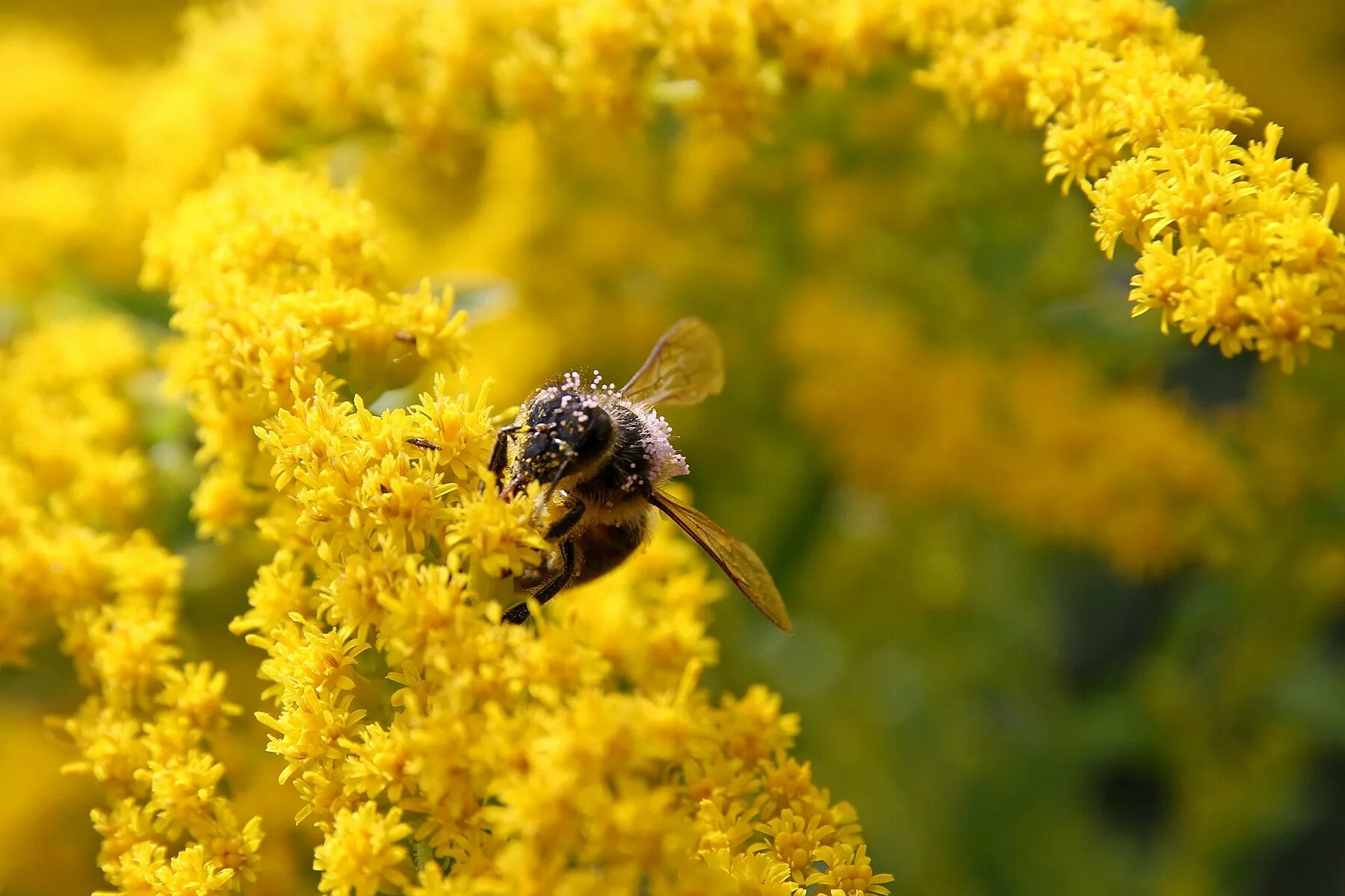Oбножка. Цветочная пыльца на пчеле. Пчела с пыльцой. Пыльца обножка. Одноапертурная пыльца.