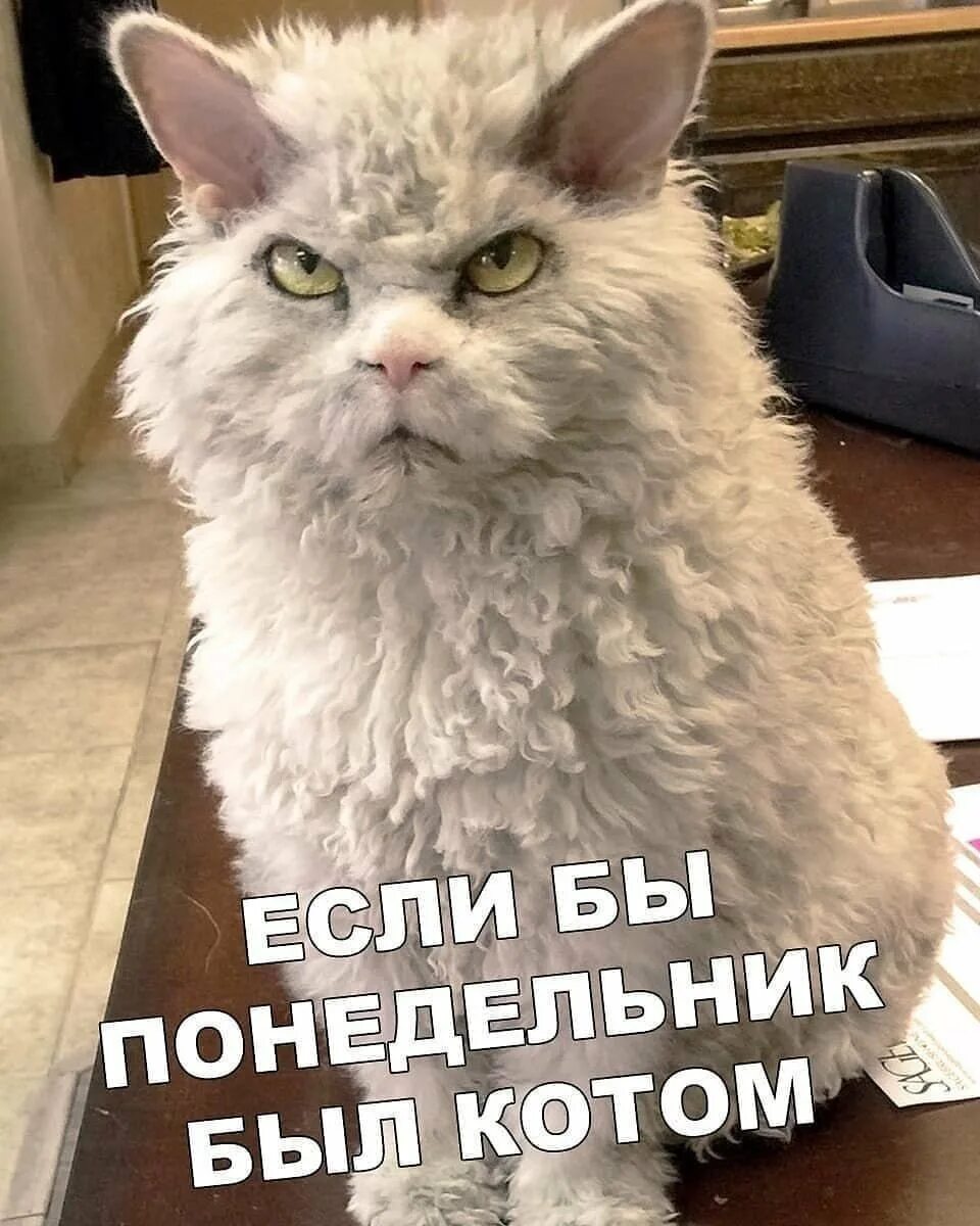 Открытки с понедельником прикольные. Открытка с понедельником смешная. Открытки с весёлым понедельником. Открытки с понедельником прикольные. Открытки с понедельником прикольные.