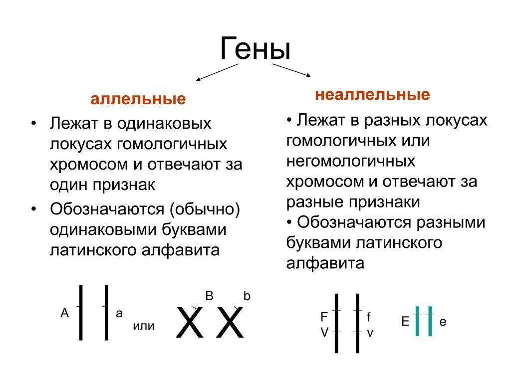 Аллельные гены в разных хромосомах. Что такое ген аллельные гены. Аллель и аллельные гены. Аллельные и неаллельные гены. Аллельные гены расположены в одной хромосоме