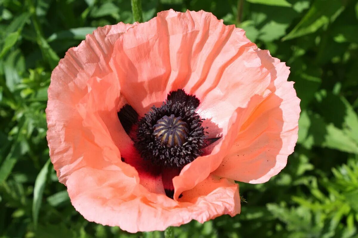 Papaver orientale 'mrs. Мак papaver bolero. Мак папавер. Эйдемиллер мария александровна екатеринбург. Мак снотворный мак опиумный.
