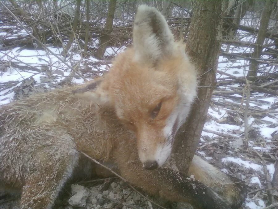 Вмерзшие в лед животные. Замершая лиса. Вмерзшие животные в ледяной. Вмерзшие в лед животные. Замершая лиса.